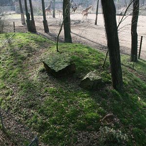 Kirk's dik-dik exhibit