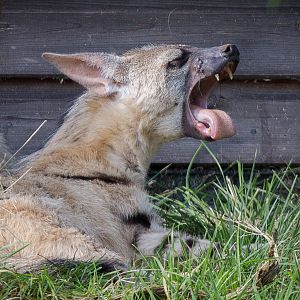 Eastern aardwolf : Hamerton : 31 Aug 2014