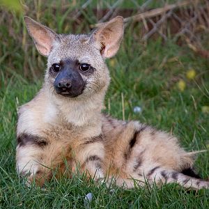 Eastern aardwolf : Hamerton : 31 Aug 2014