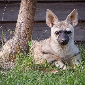 Eastern aardwolf : Hamerton : 31 Aug 2014