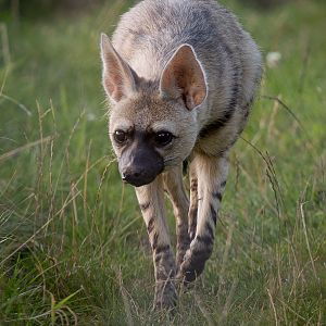 Eastern aardwolf : Hamerton : 31 Aug 2014