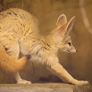 Fennec fox : Colchester : 22 Aug 2014