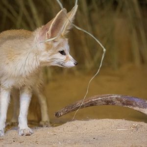 Fennec fox : Colchester : 22 Aug 2014