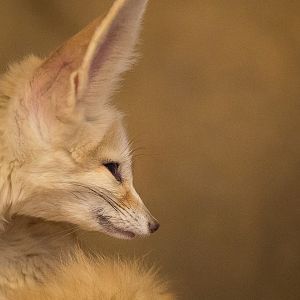 Fennec fox : Colchester : 22 Aug 2014