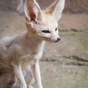 Fennec fox : Colchester : 22 Aug 2014