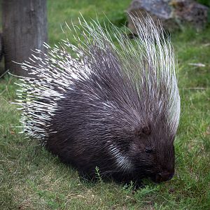 Cape / South African porcupine : Marwell : 08 Aug 2014