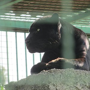 jaguar neza zoo