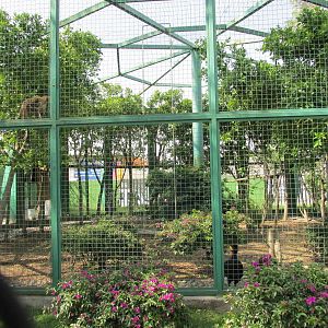 brown capuchin monkey and currasow exhibit neza zoo