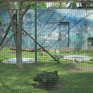 ring tail lemur exhibit neza zoo
