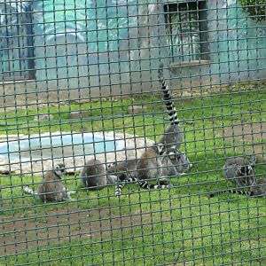 ring tail lemurs neza zoo