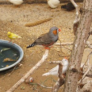 British Wildlife Rescue Centre at Amerton Farm
