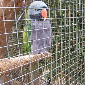 British Wildlife Rescue Centre at Amerton Farm