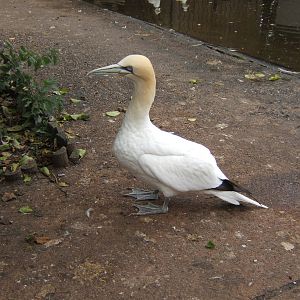 British Wildlife Rescue Centre at Amerton Farm