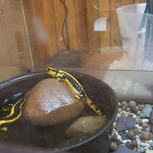 Stripped Fire Salamander