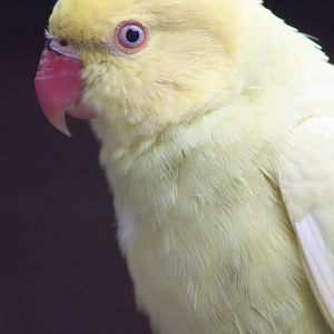 Indian Ring-necked Parakeet, 21st August 2014