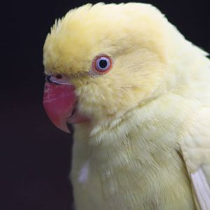 Indian Ring-necked Parakeet, 21st August 2014