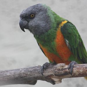 Senegal Parrot, 21st August 2014
