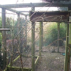 Willow for the Lovebirds, 21st August 2014