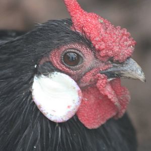 Bantam, 6th September 2014