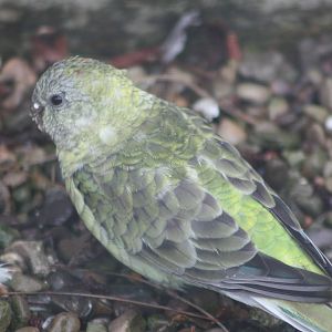 That miniature Kakapo again, 6th September 2014