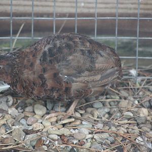 A half decent photo of my favourite Quail, 6th September 2014