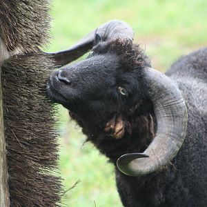 Ouessant Sheep, 6th September 2014