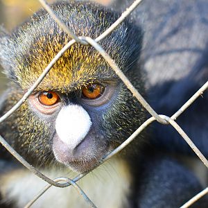 CERCOPAN - Calabar, putty-nosed guenon