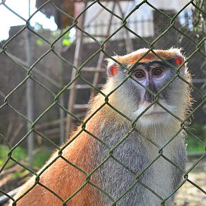 CERCOPAN - Calabar, male patas monkey