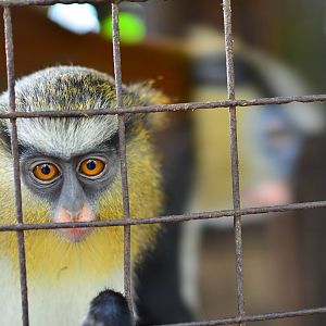 CERCOPAN - Calabar, Mona monkey