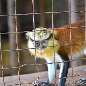 CERCOPAN - Calabar, Mona monkey