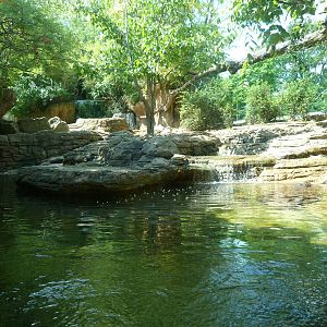 Pygmy Hippo Exhibit - September 2014