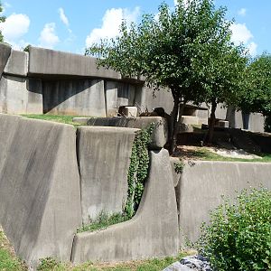 Lion Exhibit - September 2014