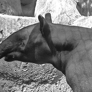 Chip, the Malayan Tapir