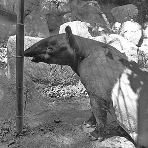 Chip, the Malayan Tapir