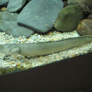 Senegal Birchir August 2014.