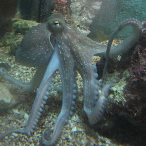 Common Octopus August 2014.