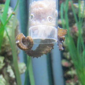 Lined Seahorse August 2014.