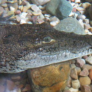 Young Morelet`s Crocodile August 2014.