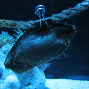 Bamboo Shark egg-case August 2014.