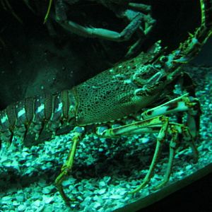 Common Spiny Lobster 2014.