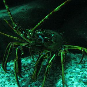 Common Spiny Lobster 2014.