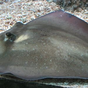 Southern Stingray, August 2014.
