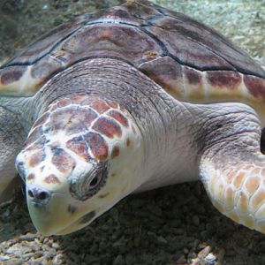 Young female Loggerhead Turtle August 2014.