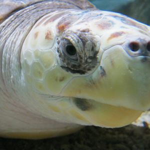 Loggerhead Turtle 2014.