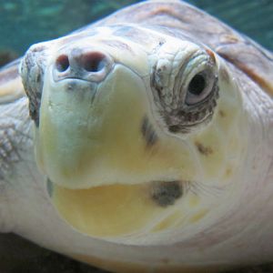 Loggerhead Turtle 2014.