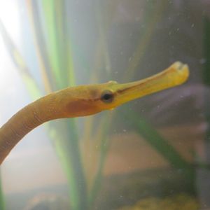 Snake Pipefish 2014.