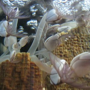 Goosnecked Barnacles. 2014.