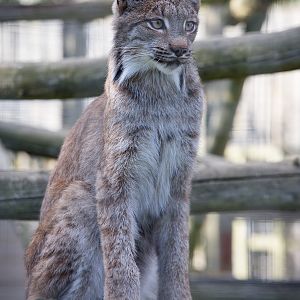 Canadian lynx : Hamerton : 31 Aug 2014