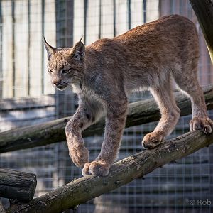Canadian lynx : Hamerton : 31 Aug 2014