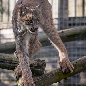 Canadian lynx : Hamerton : 31 Aug 2014